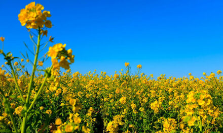 New canola research supercharges yield and profitability