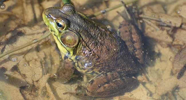 Green Frog - vernal pond