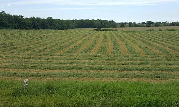 When is the right time to mow hay fields to protect birds?