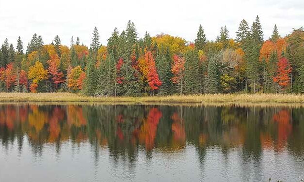 Fall is in the air and trees are changing colour