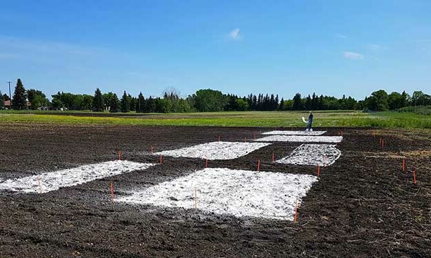 Lime shows promise for controlling clubroot in canola crops